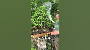 The Bonsai master! 🌳👏  -  🎥 davideasterbrook