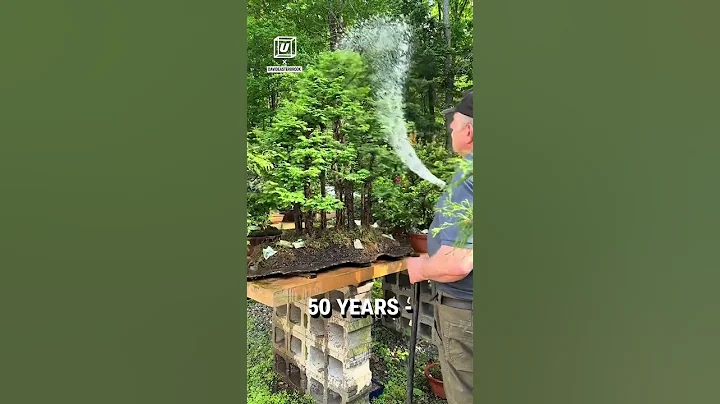 The Bonsai master! 🌳👏  -  🎥 davideasterbrook