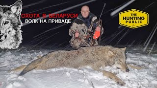 Охота на волка! Wolf hunting! 🐺