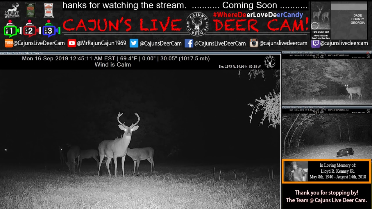 Big Bucks Around The Capsule Feeder On Cajun S Live Deer Cam