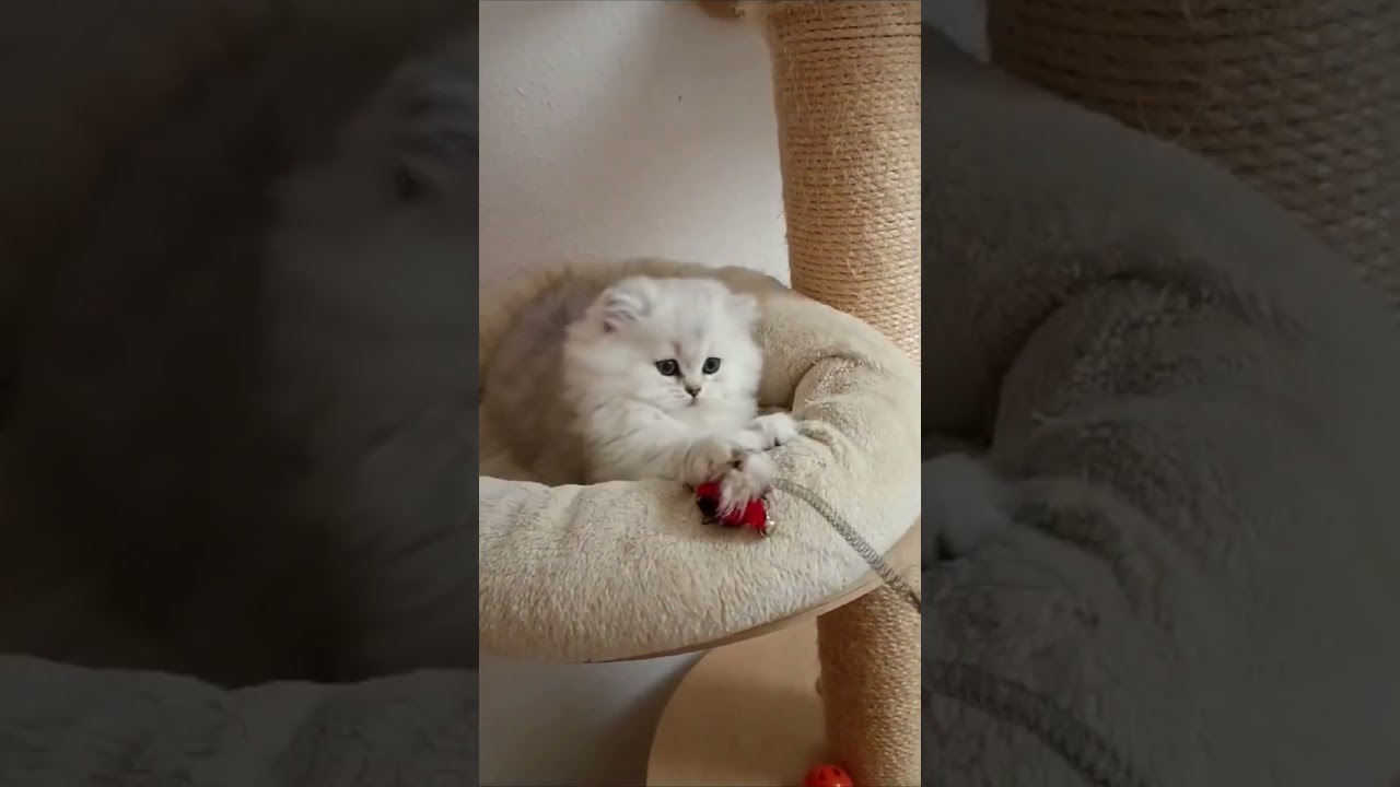 Chaton blanc fluffy joue  #cat #chatonmignon #kitten #chatonsmignons #cute #chaton  #cutecat