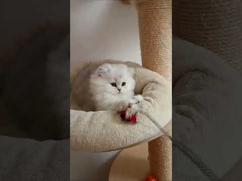 Chaton blanc fluffy joue #cat #chatonmignon #kitten #chatonsmignons #cute #chaton #cutecat