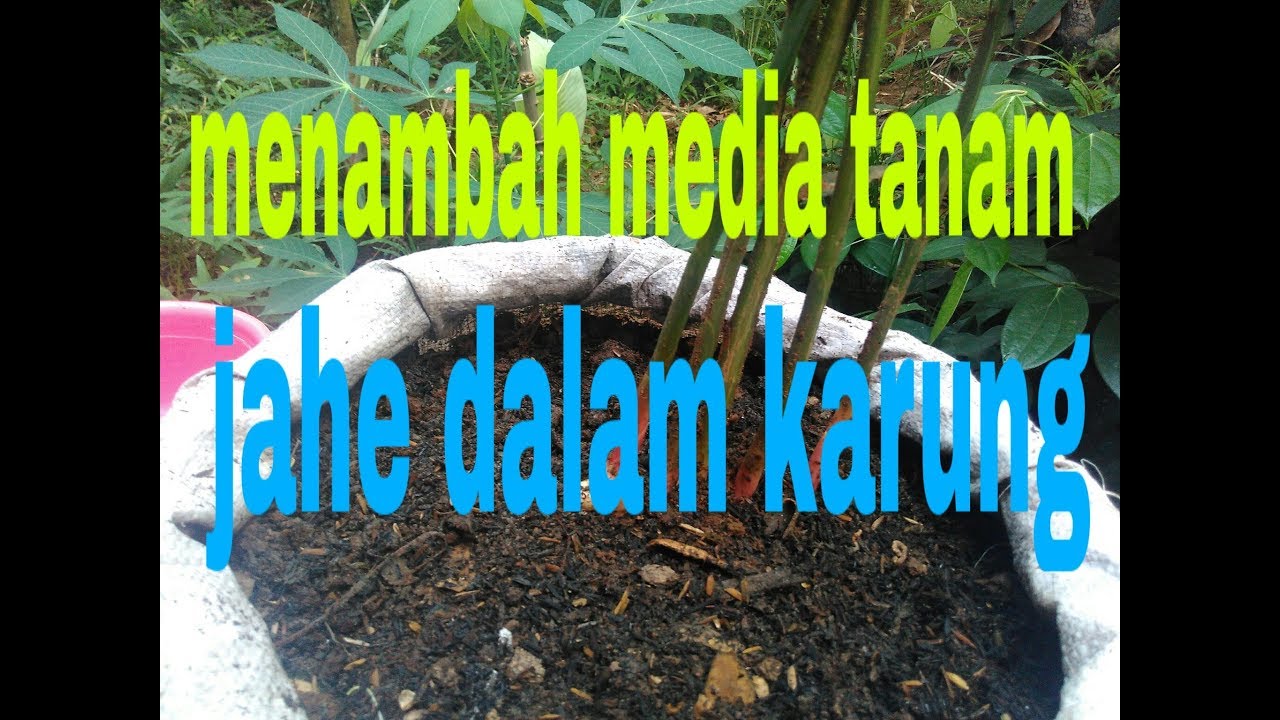 Cara menambah media jahe dalam karung 2020