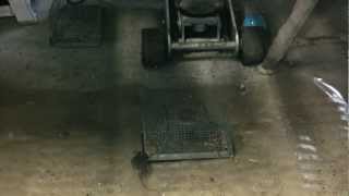 Trying To Catch A Wild Mouse