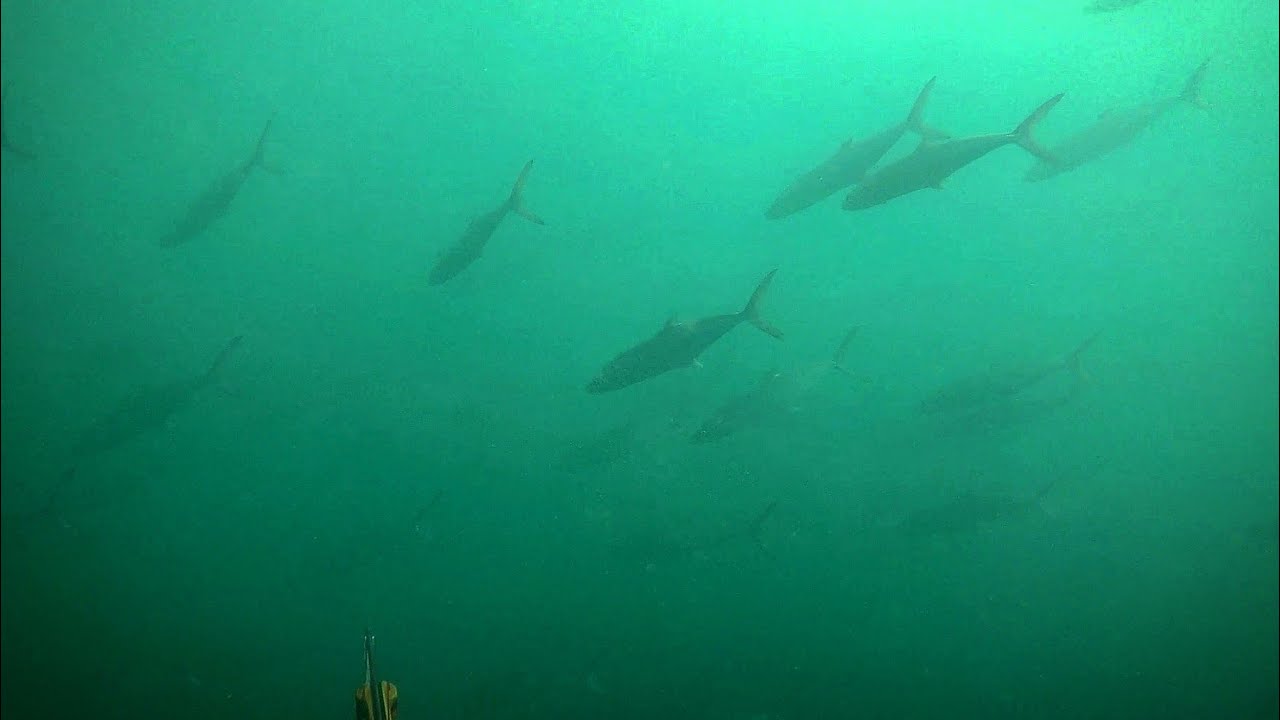 Spearfishing with Sharks and Dirty Water YouTube