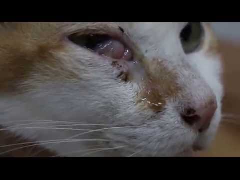 A 10-year-old cat has a swelling below the right eye - malar abscess? Part 1/2