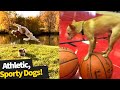 Most Athletic Dog Breeds You Didn't Know Existed