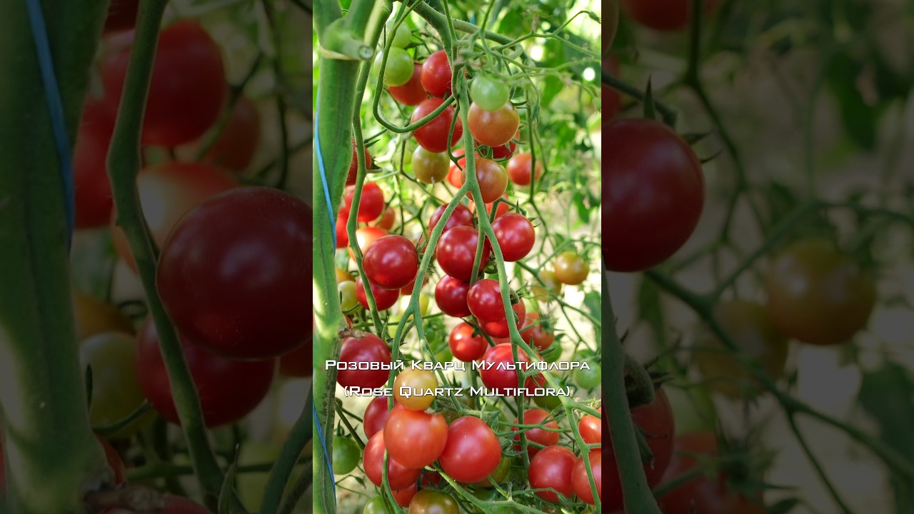 Сладкий и урожайный черри томат Розовый Кварц Мультифлора.
