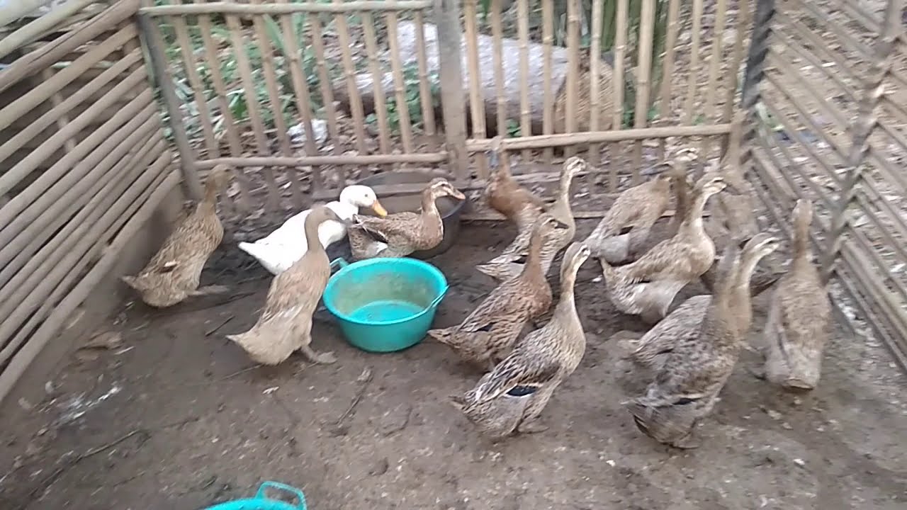 Belajar Pelihara Itik Petelur Di Belakang Rumah 