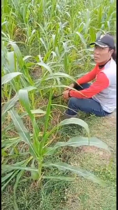 ngarit jagung