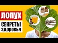 Лопух – здоровье у нас под ногами: самый полезный сорняк, как он действует на организм