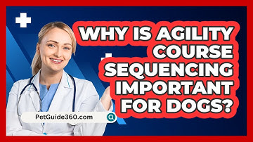Why Is Agility Course Sequencing Important For Dogs? - PetGuide360.com
