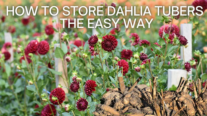 How to Dig and Store Dahlia Tubers // Storing Dahl...