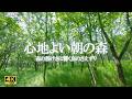 心地よい朝の森｜森の静けさに響く鳥のさえずり|ストレス緩和、リラクゼーション【4K自然音 nature sounds】