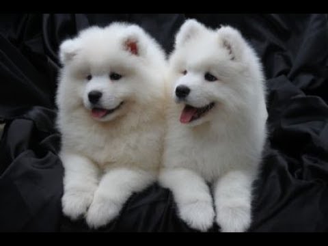 Samoyed Kopek Irki Nedir Youtube