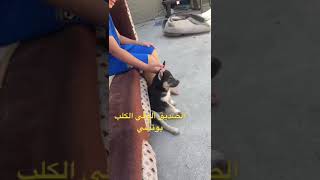 في هذا الزمن اصبح صديقي كلبي الوفي