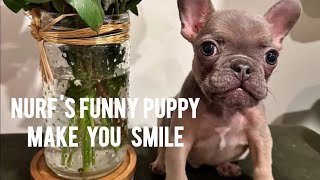Cutest puppy smile and Good sound to make happy in YouTube channel#nurflover #pets #funnydogs