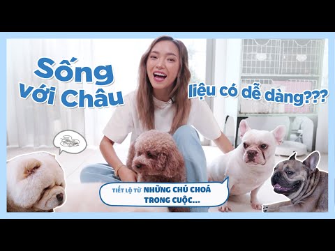 Video: Kỷ lục thế giới của Chihuahua tháng Năm với sự ra đời của 11 con chó [Video]