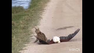 Eagle Vs Cat Fight