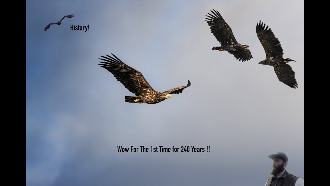 White Tailed Eagle Return to England and breed for the first time in 240 years.