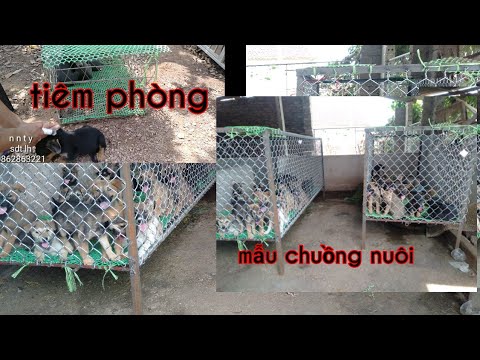 Mô hình nuôi chó | tiêm phòng bệnh cho đàn chó becman | nnty