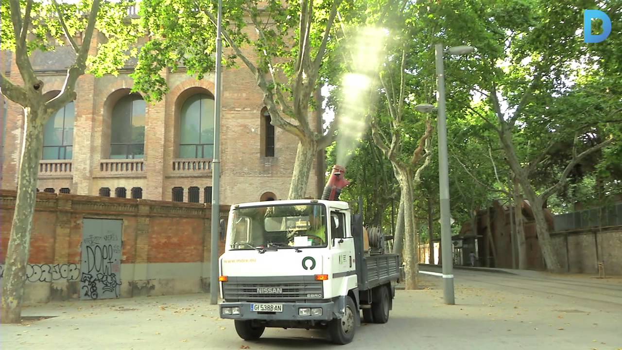 barcelona catalonia plaza hotel Actuació per combatre una plaga que afecta els plàtans