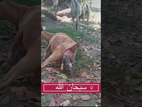 أخطر ولادة في حياة الماعز ولادة ولادة الماعز