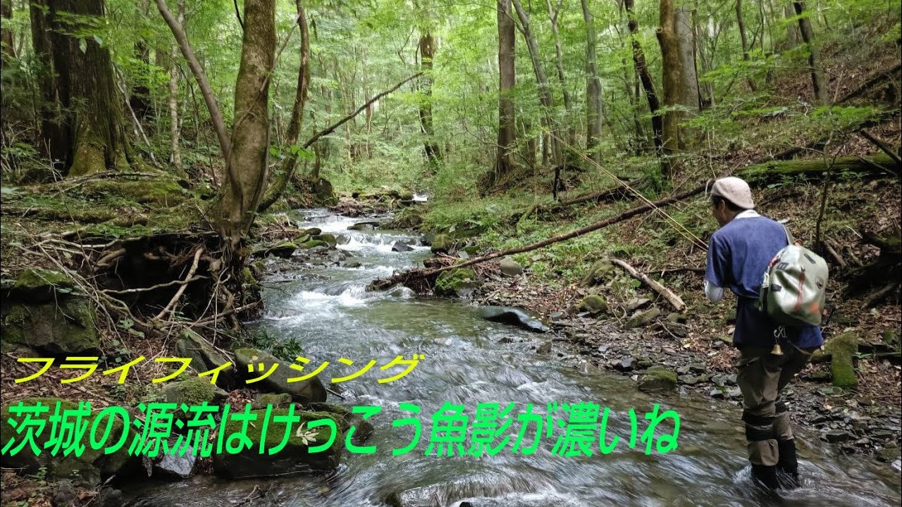 茨城の源流はけっこう魚影が濃いね【フライフィッシング】