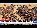 China Released Horses Into a Barren Desert With No Grass — What Happened Next