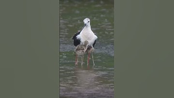 #egzonibrahimi #سورة_الإخلاص #ikhlas #shortvideo #nature