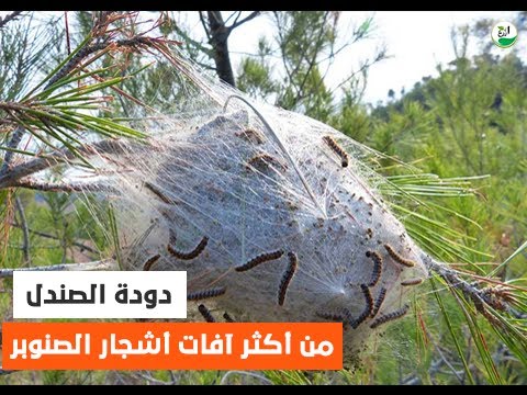 دودة الصندل من أكثر آفات أشجار الصنوبر