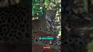 El Jaguar: El Fantasma de la Selva 🐆 #documental #curiosidades #animales #viral #parati #jaguar