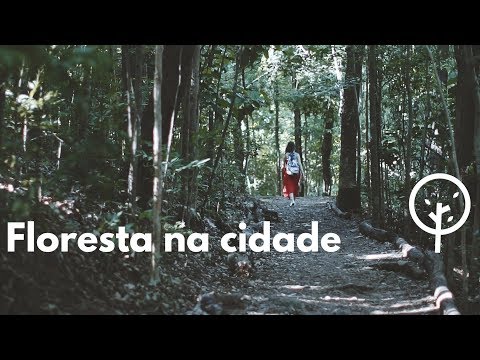 Vídeo: Cidade Da Floresta