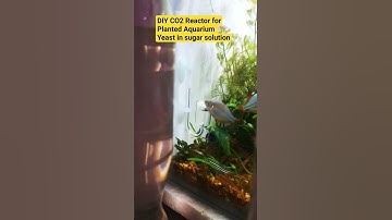 Thumbnail of DIY CO2 Reactor for Planted Aquarium | Yeast in Sugar solution