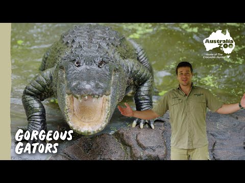 Chandler's Floridian Friends | Australia Zoo Life