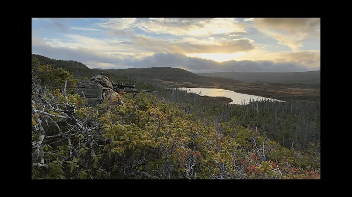 Newfoundland Moose Hunt 2025