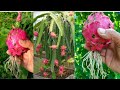 How to grow dragon fruit in pots from cutting very easy method