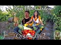 How To Grow A Pest Free Garden Using Only Organic Gardening Methods