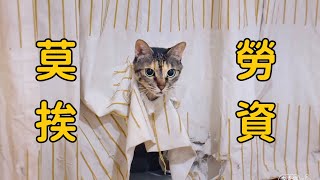 養了隻戲精浪貓是種什麼感受裝模作樣5分鐘榮華富貴15年李喜猫