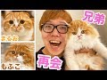 【感動】まるおともふこがもう一匹の兄弟と再会！もふこに超ソックリでビックリ!?【家族再会】