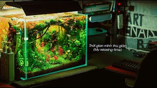 #5 Xuân của rừng | Hồ thủy sinh để bàn làm việc của mình | 50cm | setup từng bước | Aquascape