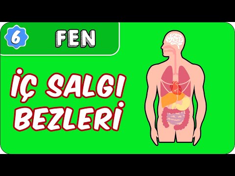 İç Salgı Bezleri |  6. Sınıf Fen evokul Kampı