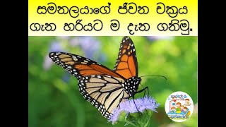 Samanalayage jeewana chakraya |සමනලයාගේ ජීවන චක්රය ගැන නොදන්න තොරතුරු | Life Cycle of A Butterfly