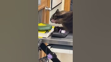 Thumbnail of cat screaming at a vet clinic (original meme video) #cat #memes #originalmeme  #screaming