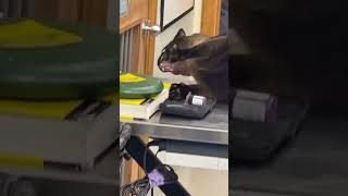 cat screaming at a vet clinic original meme #cat #memes #originalmeme #screaming