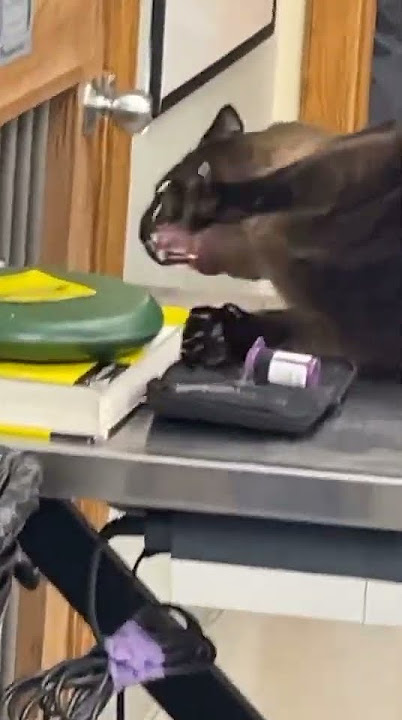 cat screaming at a vet clinic (original meme video) #cat #memes #originalmeme  #screaming