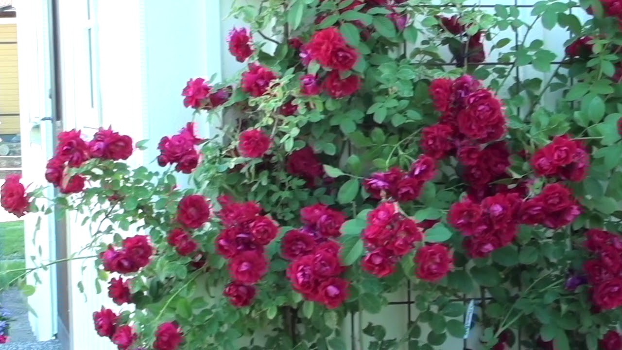 Skattegården Östra Tunhem 2018