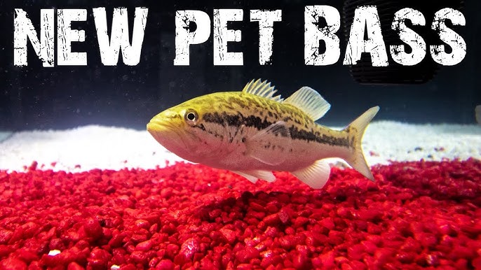 How To Raise Pet Bass! Largemouth Bass Aquarium! 