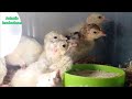 Incubación de huevos de pavo o guajolote