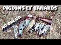 CHASSE DU PIGEON ET DU CANARD AU CALIBRE 28